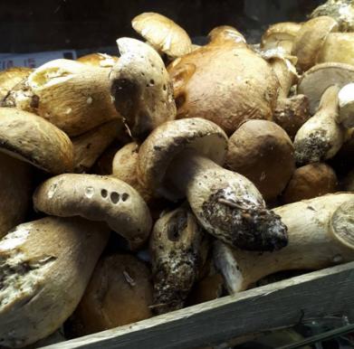 funghi