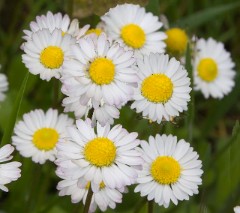 primavera primavera