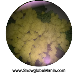 Mimosa Sfera